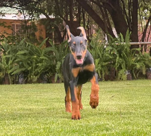 Diesel