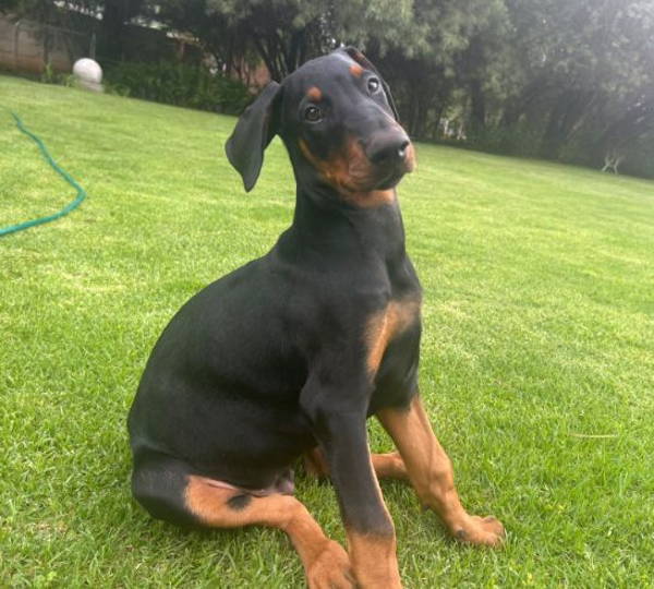 Diesel