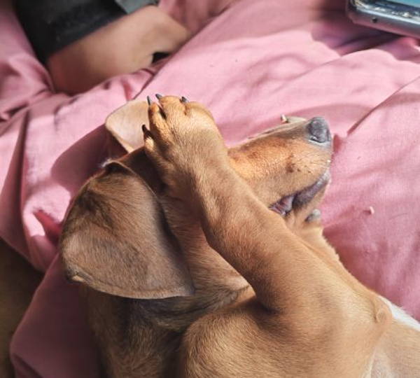 Coco
