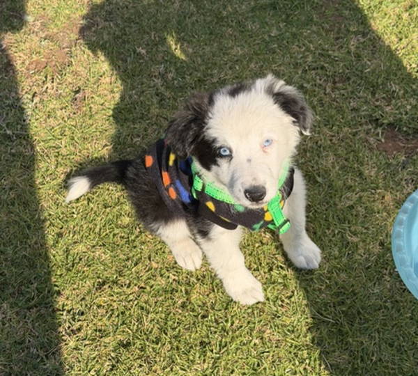 Oreo