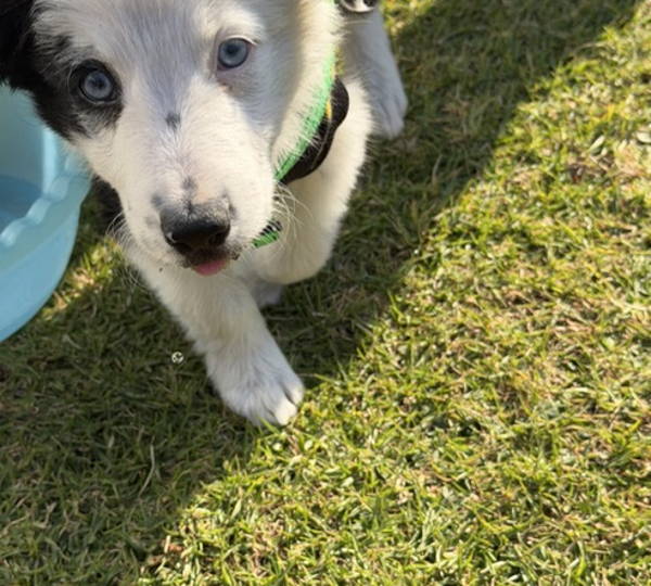 Oreo