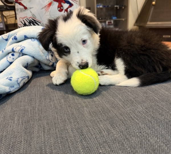 Oreo