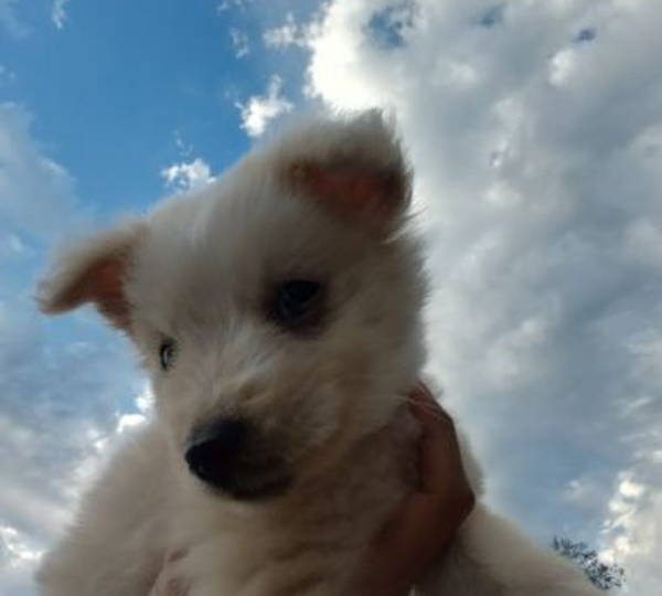 Zoro