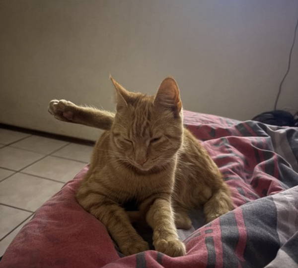 Odie