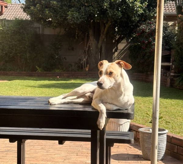 Dexter