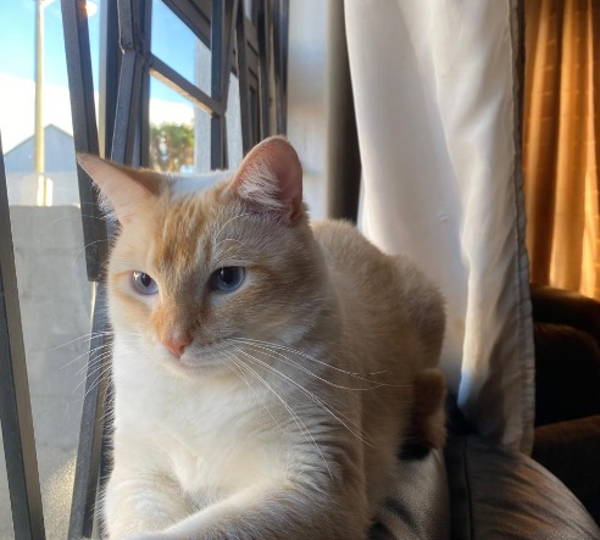 Finn