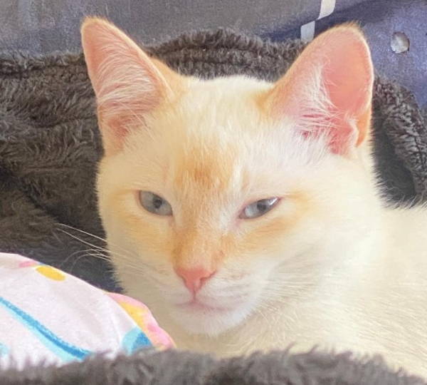 Finn