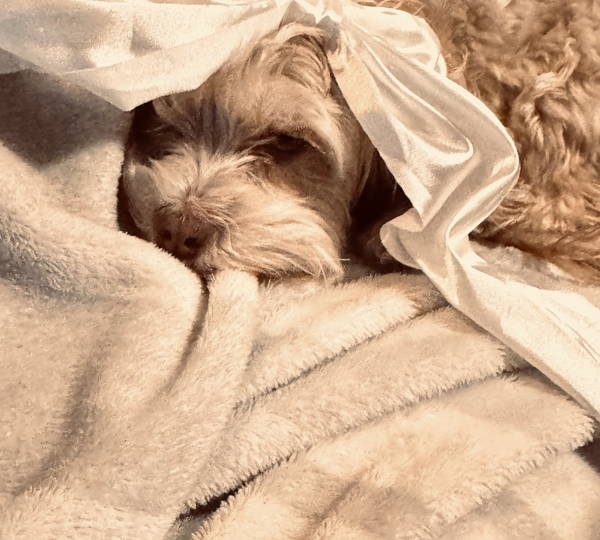 Bella