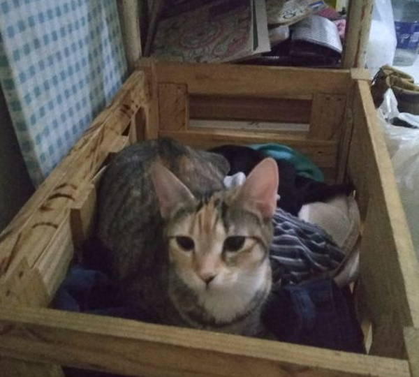 Tinkerbell