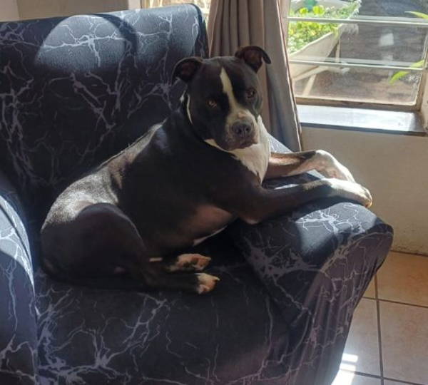 Duke
