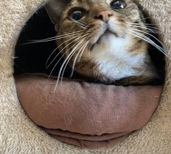 Jellybean