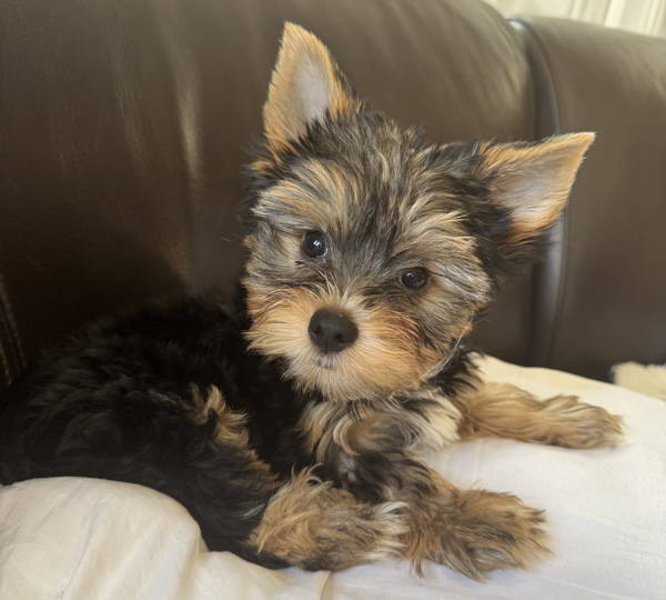 Theodore