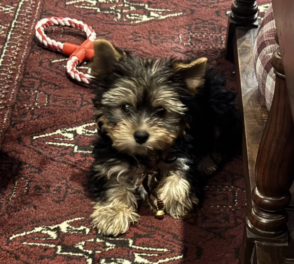 Theodore