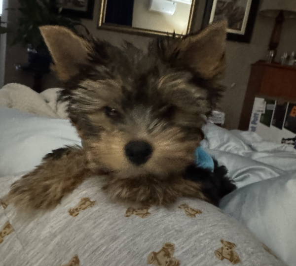 Theodore