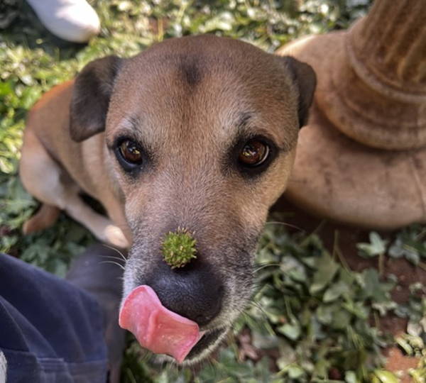 Max