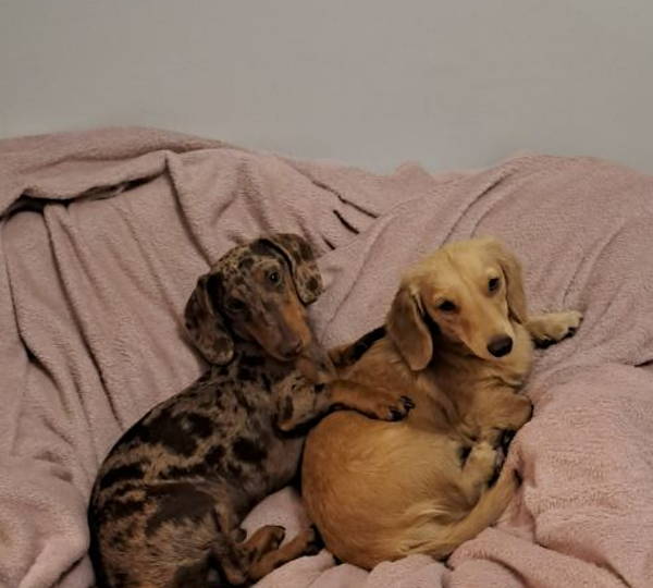 Willow & Chewy