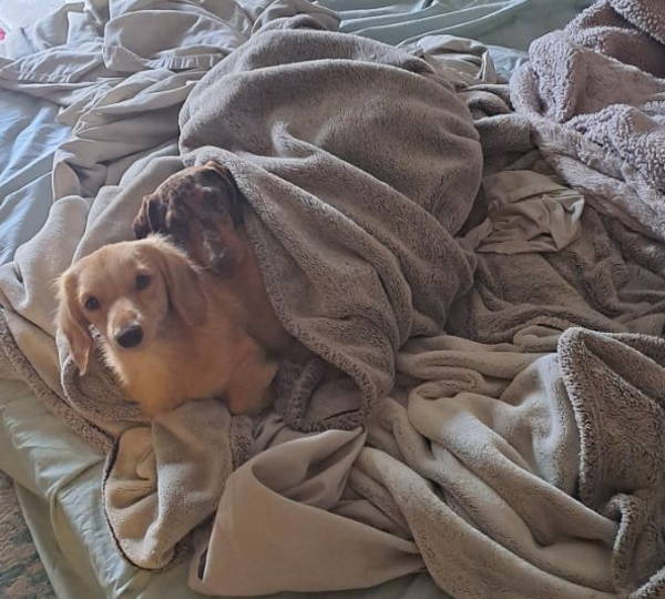 Willow & Chewy