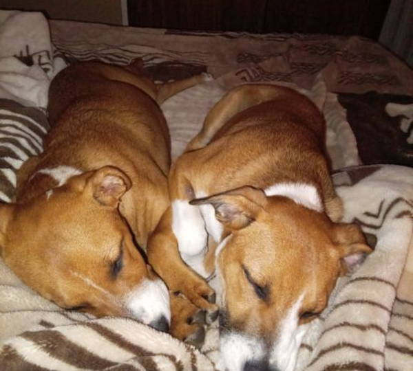 Jazmine & Jellybean