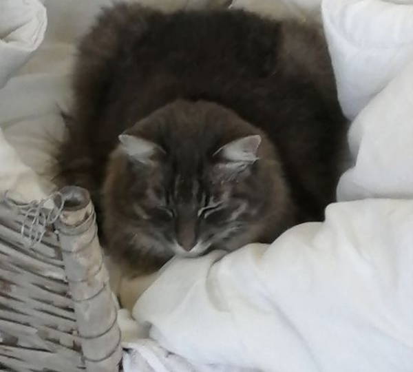 Suzi