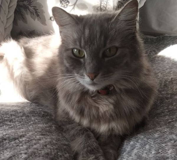 Suzi