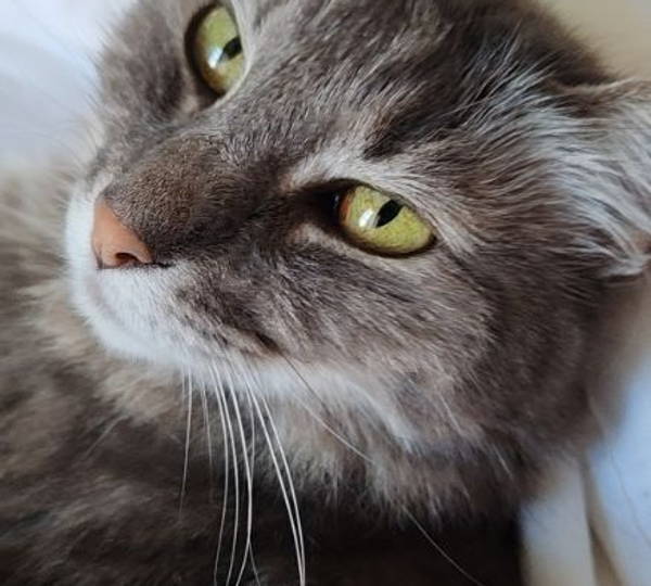 Suzi