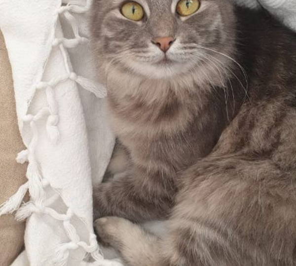Suzi