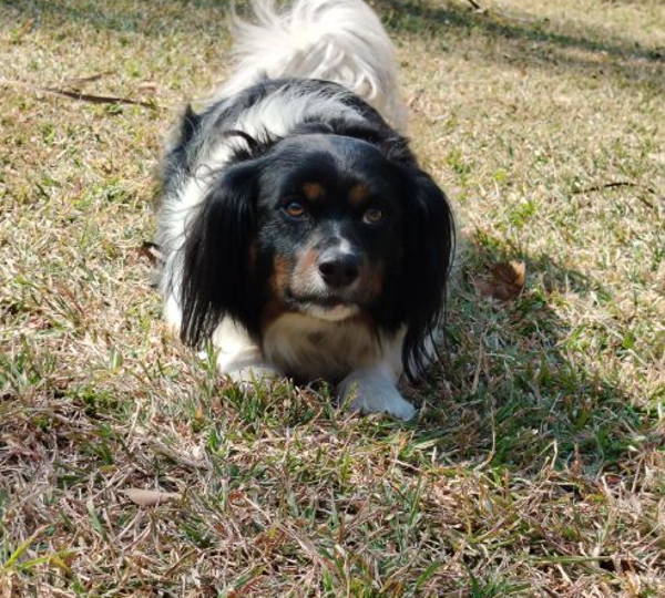 Duke