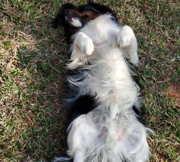 Duke