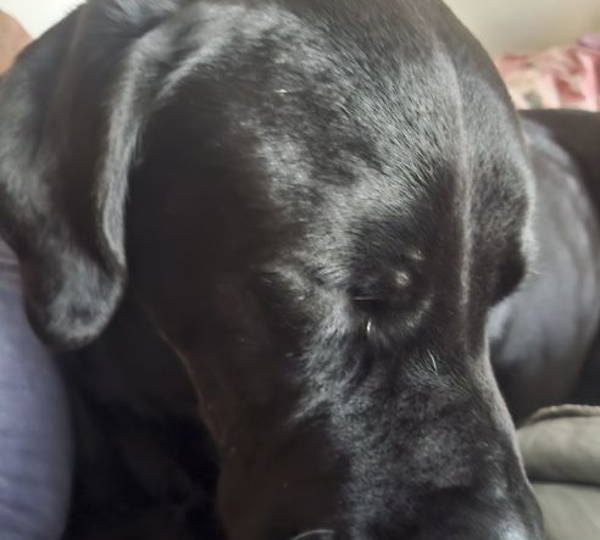 Junior