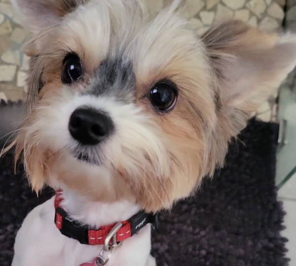 Lulu