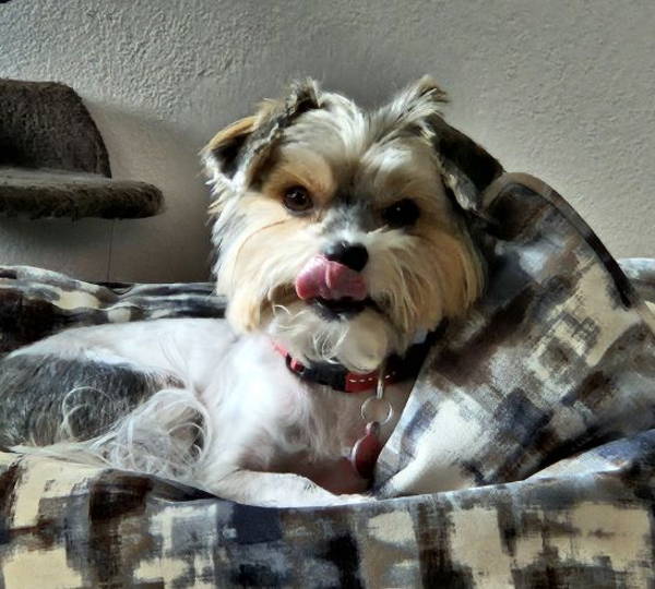 Lulu