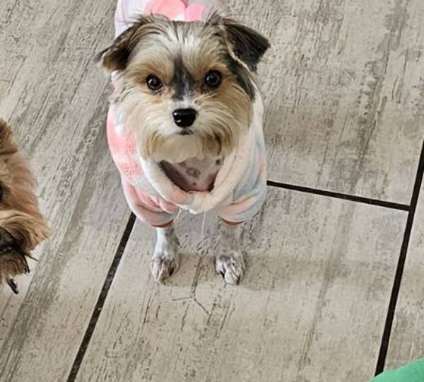 Lulu