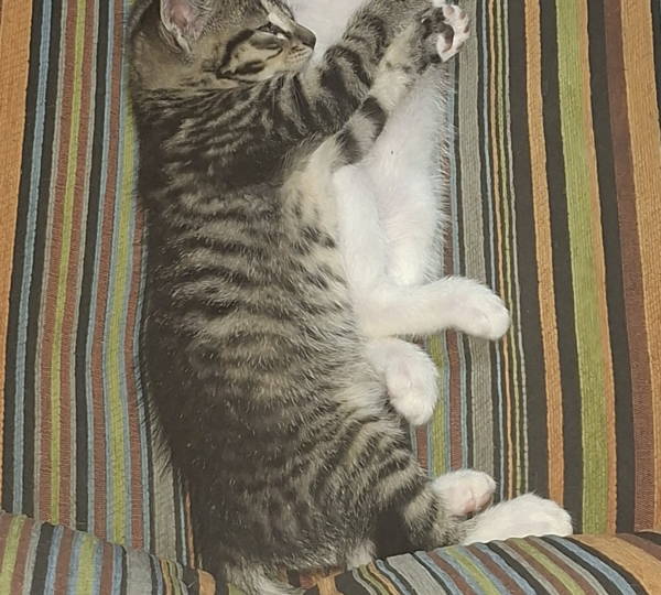 Penny