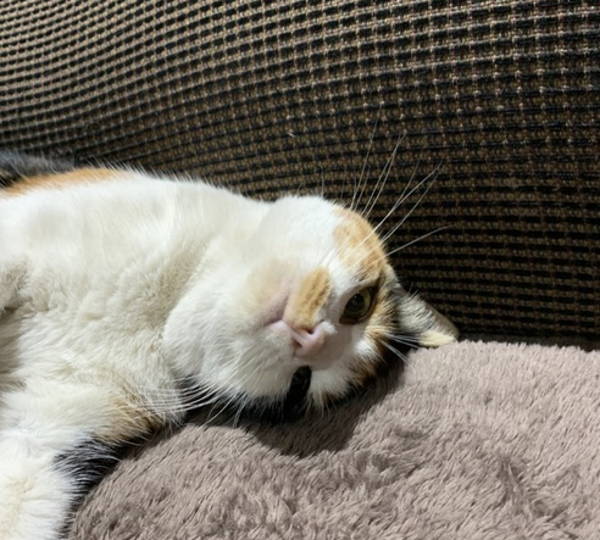 Akila