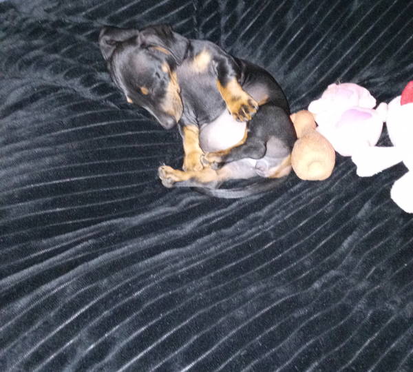 Daisy
