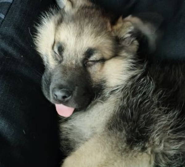 Gimli