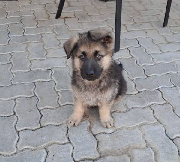 Gimli