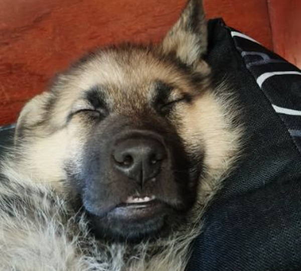 Gimli