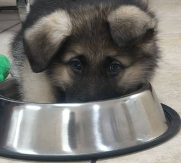 Gimli