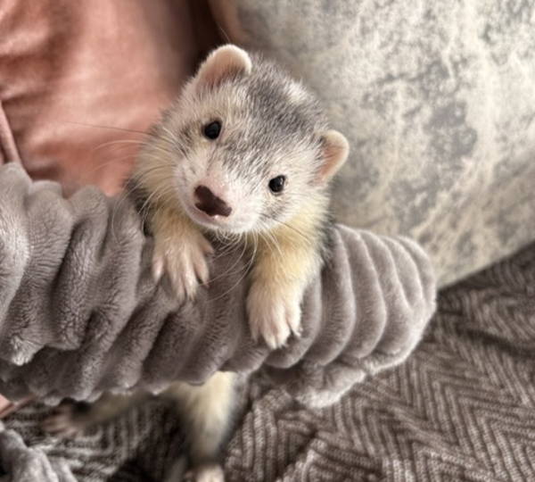 Rascal