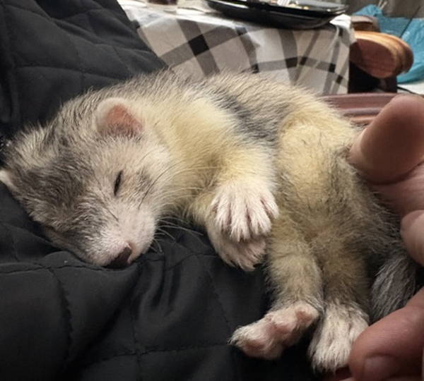 Rascal