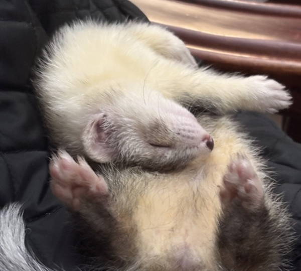 Rascal