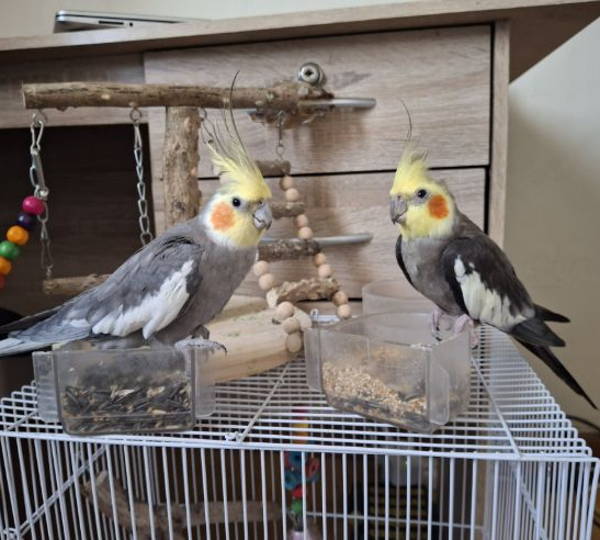 Otto & Sumi