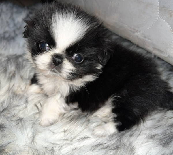 Roxy