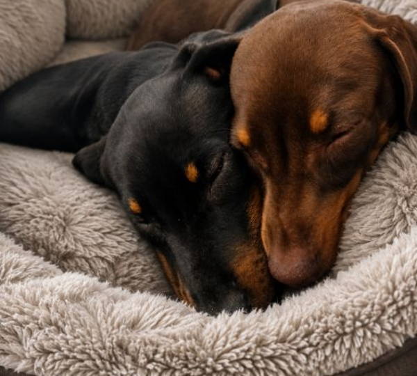 Basil & Chockie