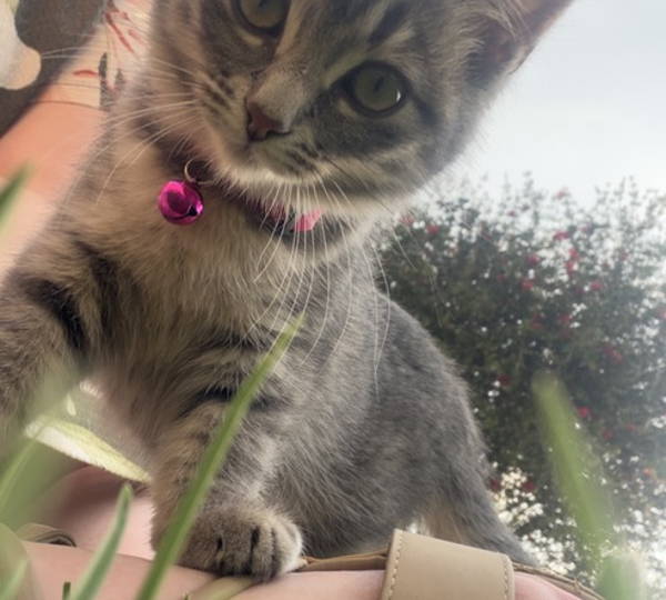 Nala