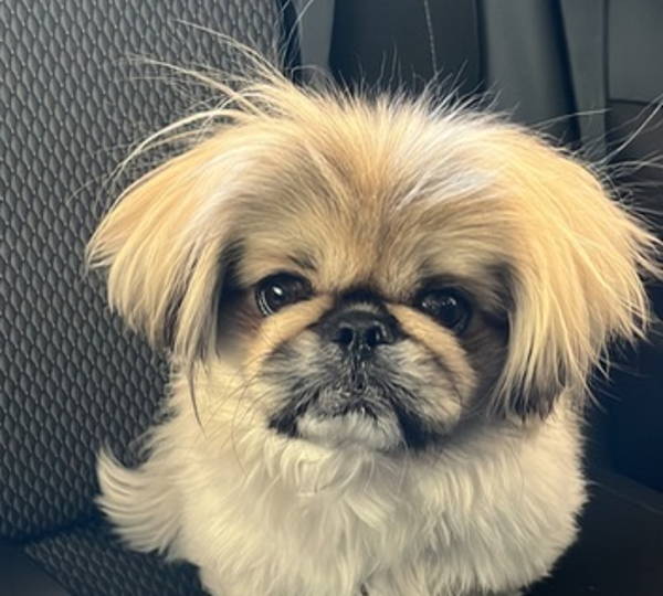 Teddy
