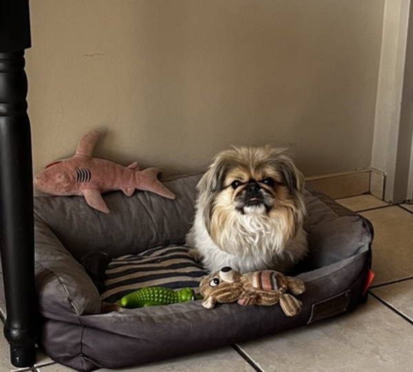 Teddy