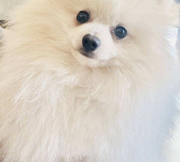 Teddy