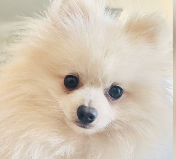 Teddy